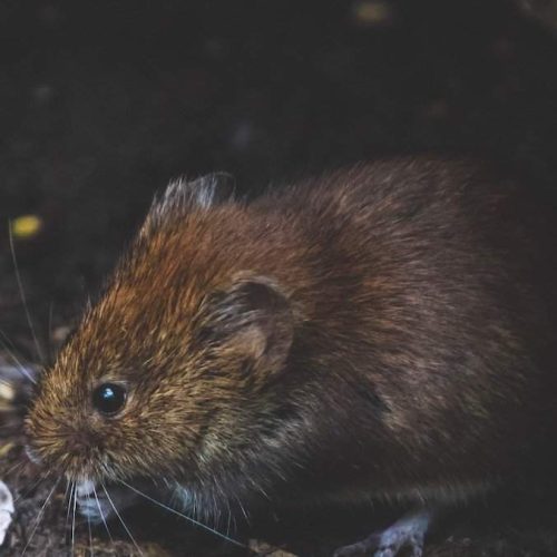 Non-return valve photo of rat